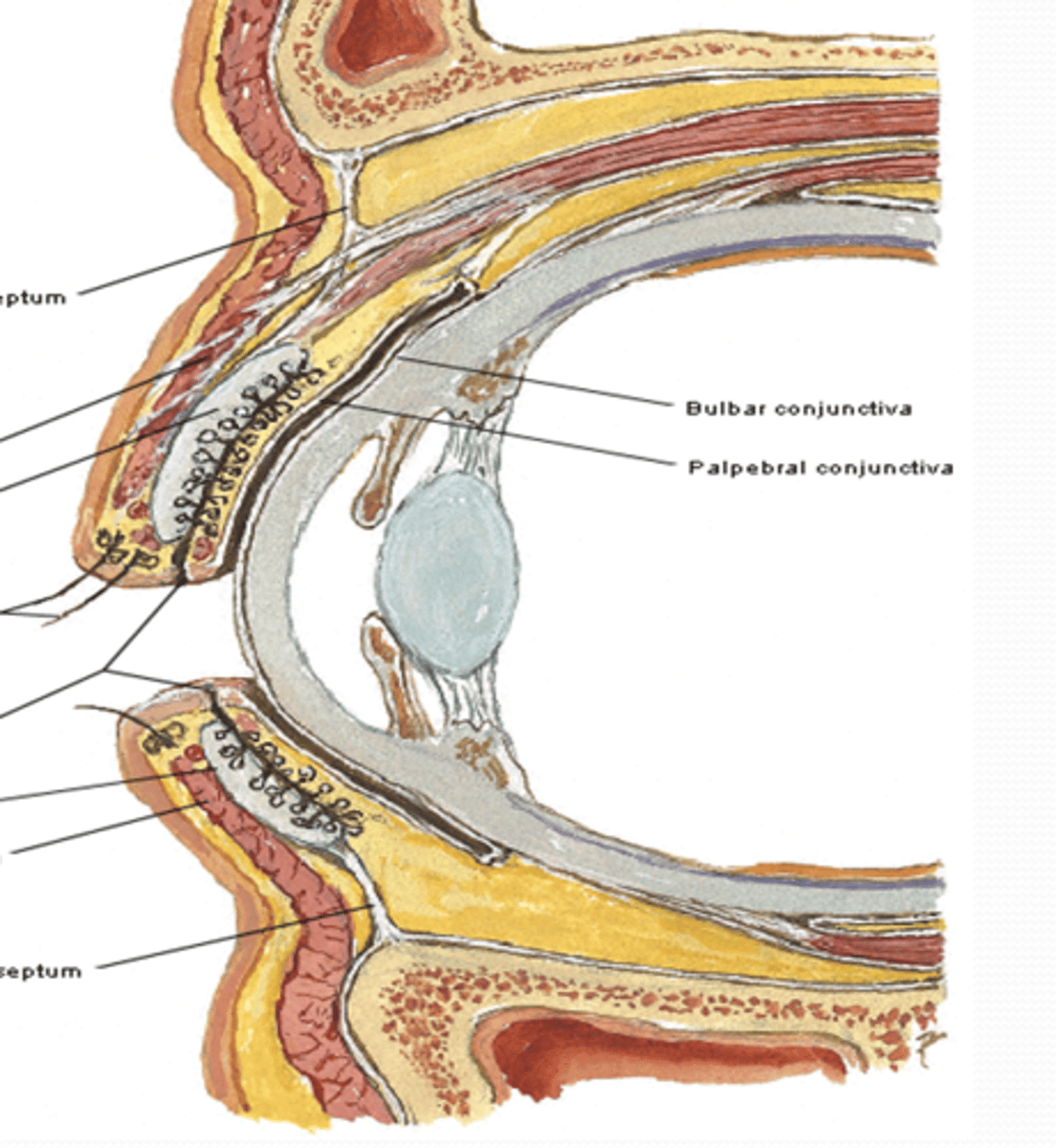 <p>What are the two parts of the conjunctiva and what are their differences?</p>