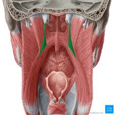 <p>interdigitates with palatopharyngeus</p>