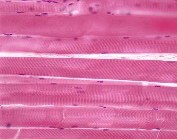 <p>what is this tissue?</p>