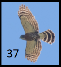 <p>short, rounded wings; white throat; streaked breast; distinct tail bands</p>