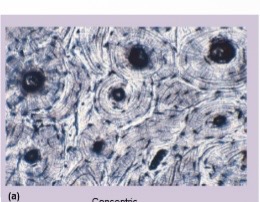 <p>Identify this image</p>
