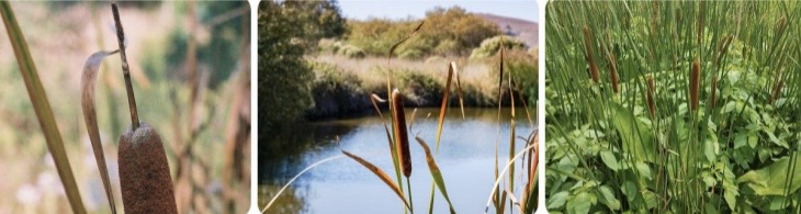 <p>Broadleaf Cattail</p>