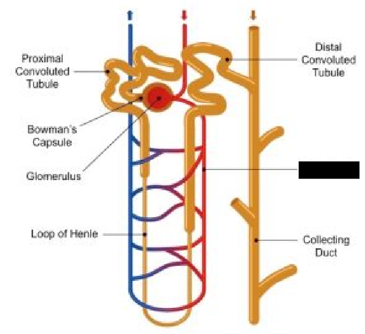 <p><span style="background-color: transparent;">Capillaries that surround the nephron loop.</span></p>