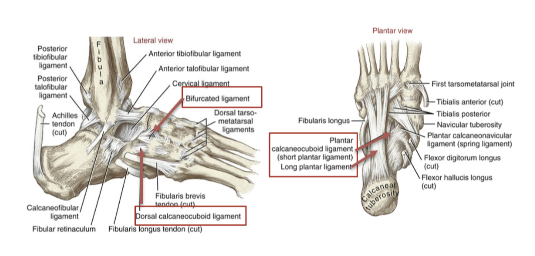 <p>dorsal calcaneocuboid, bifurcated, and long and short plantar ligaments</p>