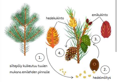 <ul><li><p><strong>1. Tuulipölytys:</strong> Hedekukinnosta vapautuva siitepöly kulkeutuu tuulen mukana emilehden pinnalle.</p></li><li><p><strong>2. Hedelmöitys:</strong> Hedelmöitys tapahtuu emilehtien pinnalla.</p></li><li><p><strong>3. Kävyn kehitys:</strong> Hedelmöityksen jälkeen emikukinnosta kehittyy vihreä käpy, joka puutuu ja muuttuu ruskeaksi parin vuoden (kolmannen kesän) aikana.</p></li><li><p><strong>4. Siementen vapautuminen:</strong> Puutuneet käpysuomut aukeavat seuraavana talvena ja hedelmöityksen seurauksena muodostuneet siemenet vapautuvat.</p></li><li><p>Siemenissä on <strong>lenninsiipi</strong>, jonka avulla ne leviävät kauemmas emokasvista.</p></li></ul><p></p>