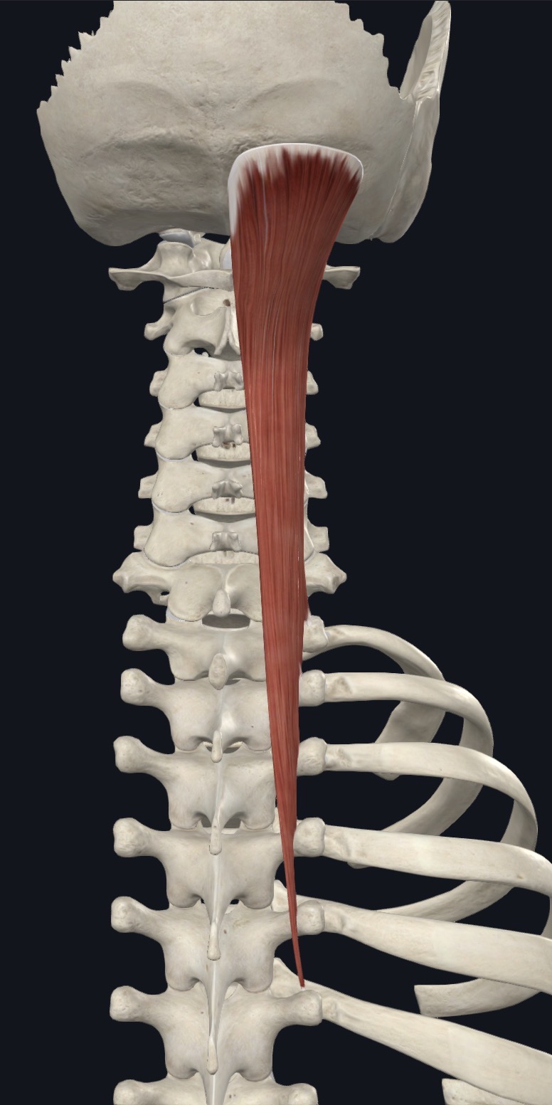 <p>Spinalis Capitis <strong>Insertion</strong></p>