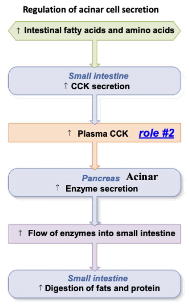 <p>Fatty acids and amino acids in the intestine stimulates CCK to bind to acinar cells → increases enzyme secretion, further digesting fats and proteins</p><p>Inhibiting gastric emptying by decreasing motility</p>