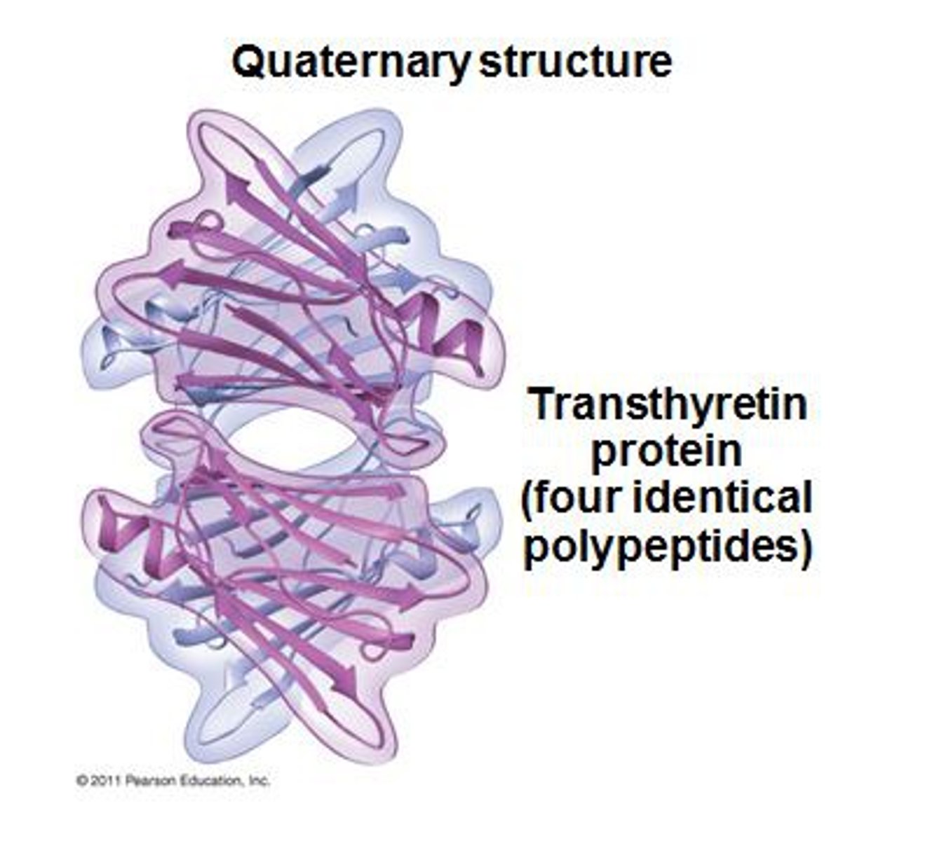 <p>The structure formed when two or more polypeptide chains assemble into a single functional protein.</p>