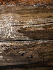 <p>Potential issues include swelling, shrinkage, checking, cracking, fungal growth, decay, and delamination under moisture exposure.</p>