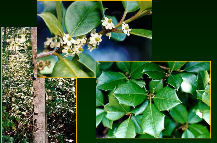 <p>•</p><p>Key Characters:</p><p>•</p><p>Leaves with few marginal spines</p><p>•</p><p>Red berries</p><p>•</p><p>Light gray bark</p><p>•</p><p>Medium tree</p>
