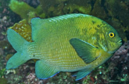 <p>FISHES (Class Actinopterygii) SCALYFIN </p>