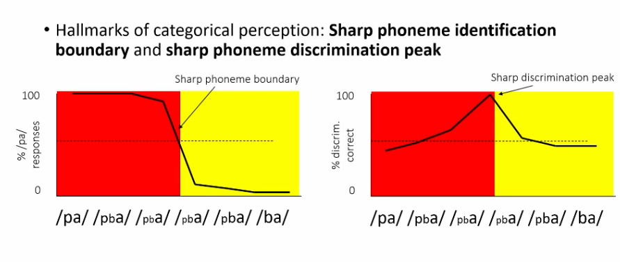 <p>the perception of speech sounds as belonging to discrete categories Very adaptive for language</p><ol><li><p>is this mode of treatment present at birth?</p></li><li><p>If so, does this tell us that humans are born with a predisposition for language?</p></li></ol><p></p>