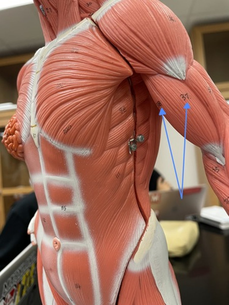 <p>biceps brachii </p><p>origin:</p><p>insertion:</p><p>action:</p>