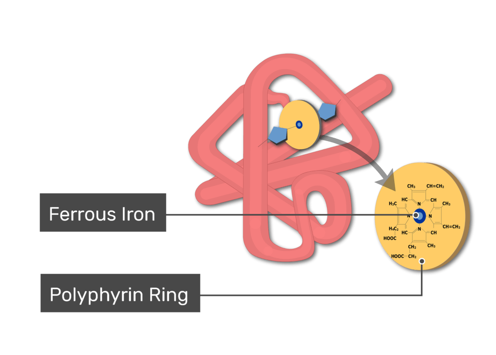 <p>What level of protein structure is exhibited in this protein, known as Myoglobin?</p>