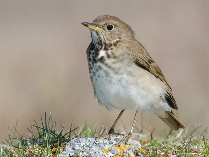 <p>Gray-cheeked Thrush</p>