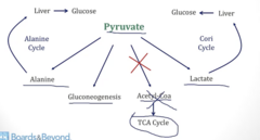 <p>- Loss of ability to metabolize pyruvate → acetyl-CoA</p><p>- All cause severe lactic acidosis and elevated alanine</p>