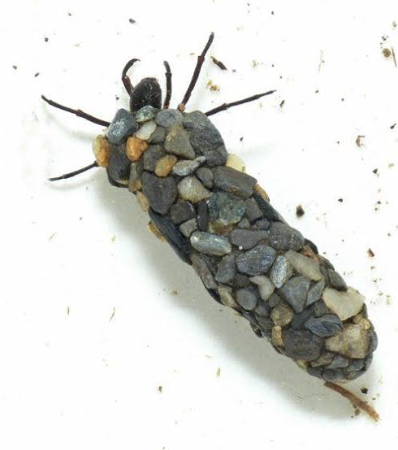 <p>caddisflies</p>