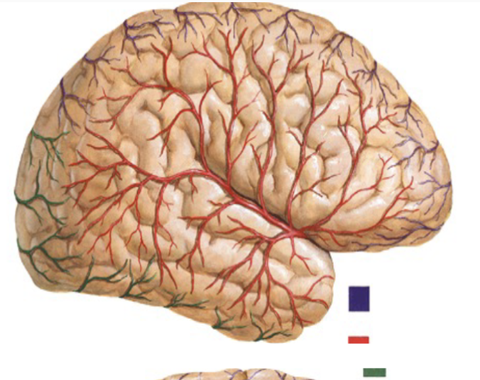 <p>What artery supplies the blue region highlighted on the brain?</p>
