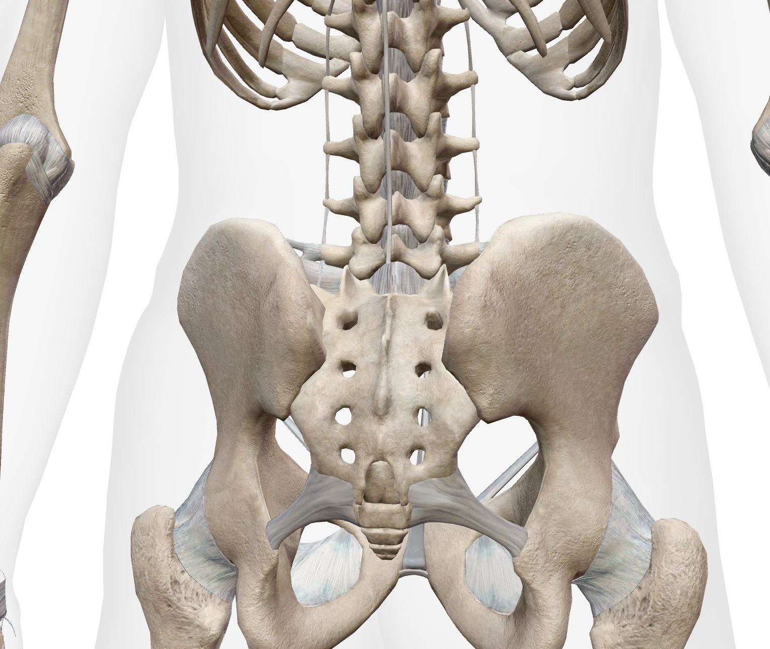 <p>Where is the Sacrum?</p>