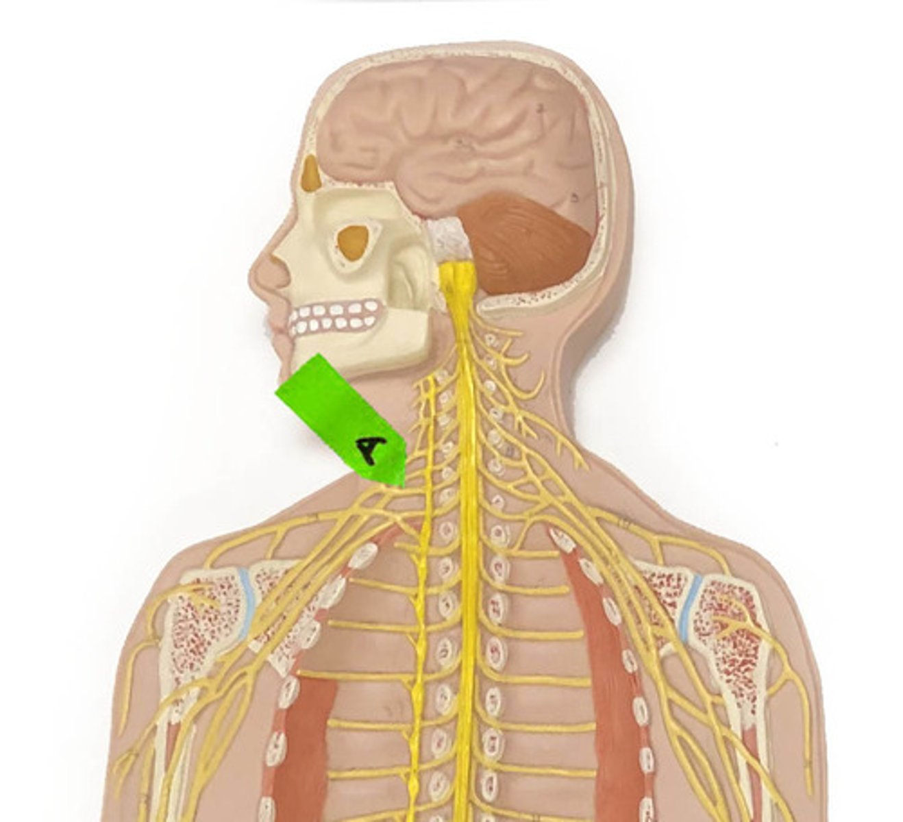 <p>Identify this network of nerves.</p>