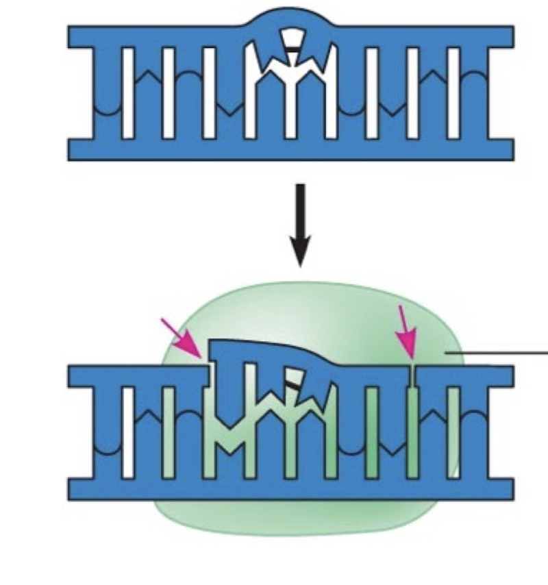 <p>DNA polymerases remove and replace (structurally sound) incorrect polymerases, while repair enzymes remove structurally damaged nucleotides that were correctly replicated</p>