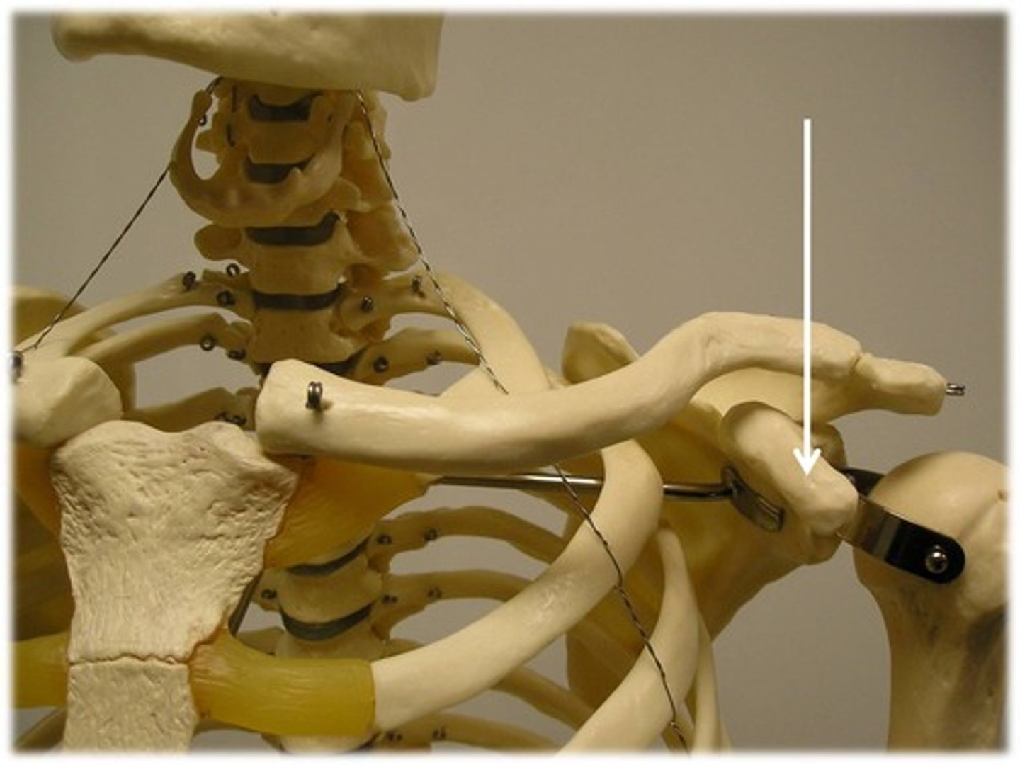 <p>- Process above glenoid cavity</p>