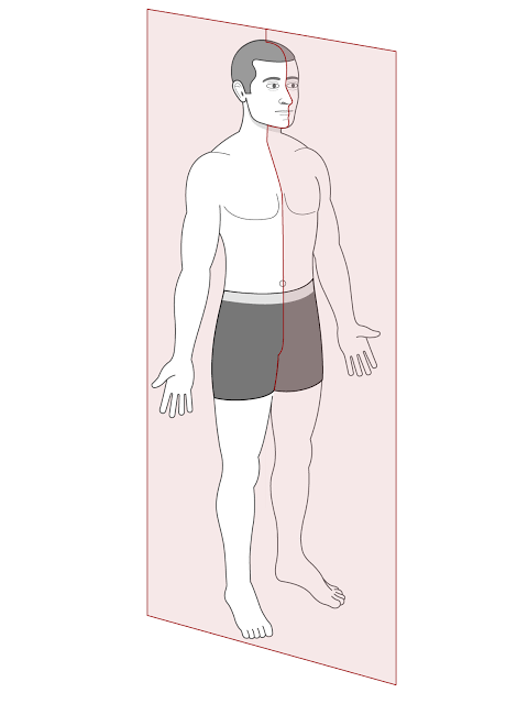 <p>Sagittal</p>