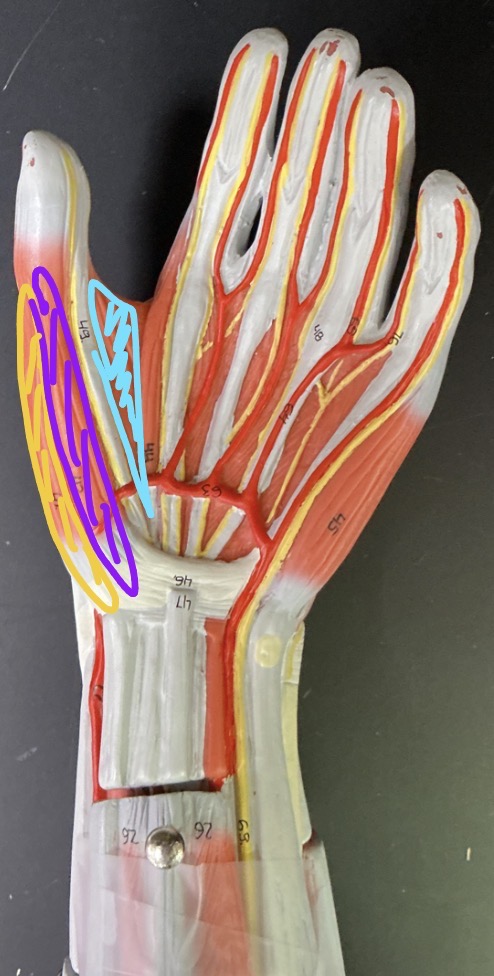 <p>what is the blue thumb muscle?</p>