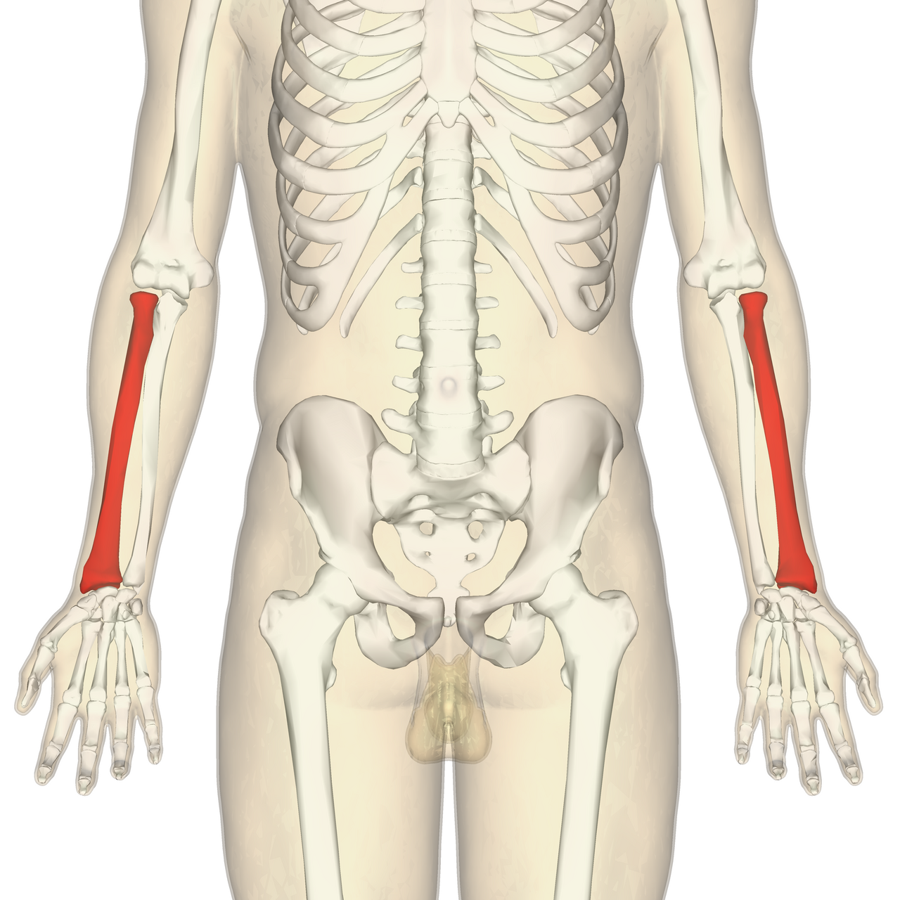<p>arm</p>