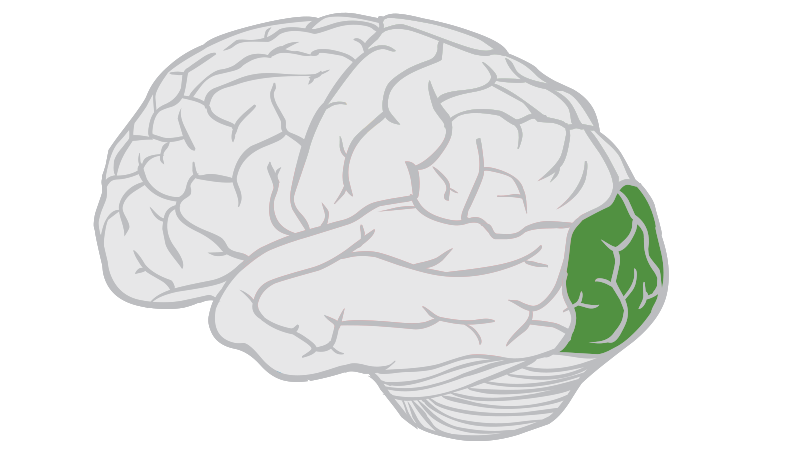 <p>the posterior inferior portion of the cranium</p>