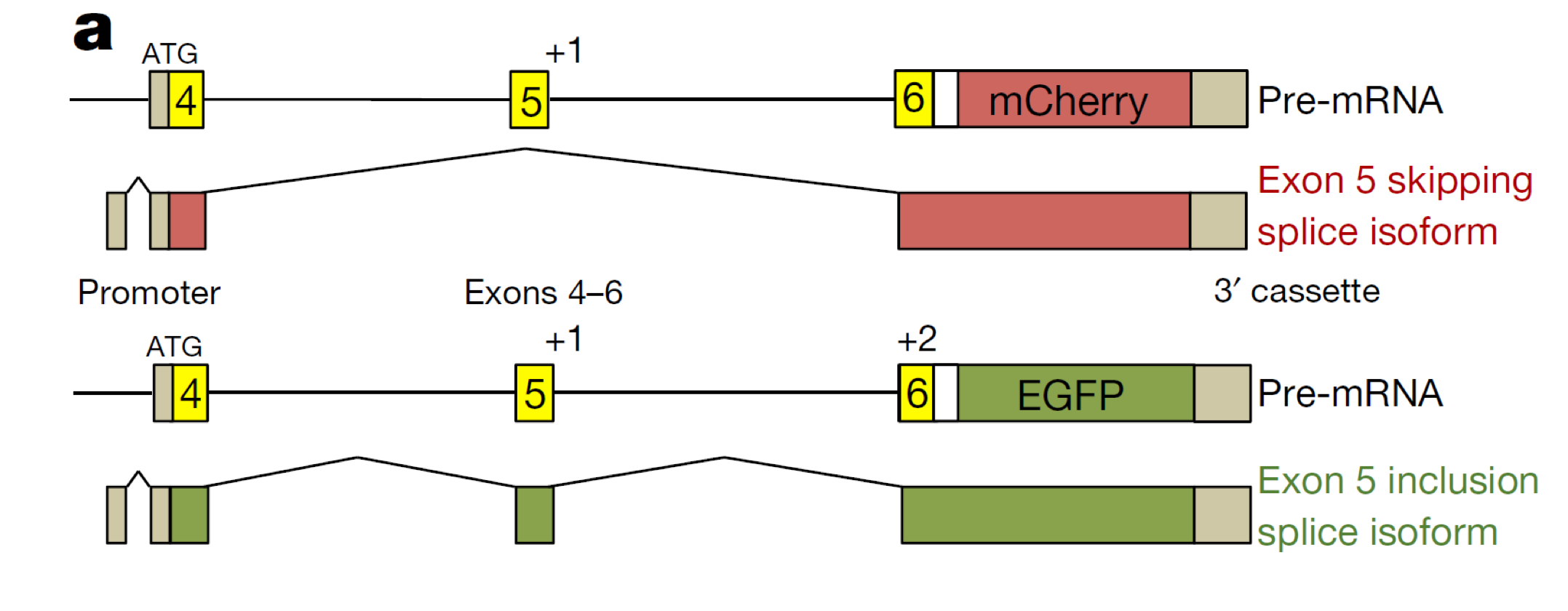 <p>The ret-5 exon splicing reporter construct</p><ul><li><p>reporter construct contains reporter sequences for mCherry (red) and EGFP (green) in different frames</p></li><li><p>neither reporter is expressed in the absence of splicing</p></li><li><p>if exon 5 is skipped, mCherry sequences are in frame and cells turn red</p></li><li><p>if exon 5 is retained, EGFP sequences are in frame and cells turn green</p></li></ul><p></p>
