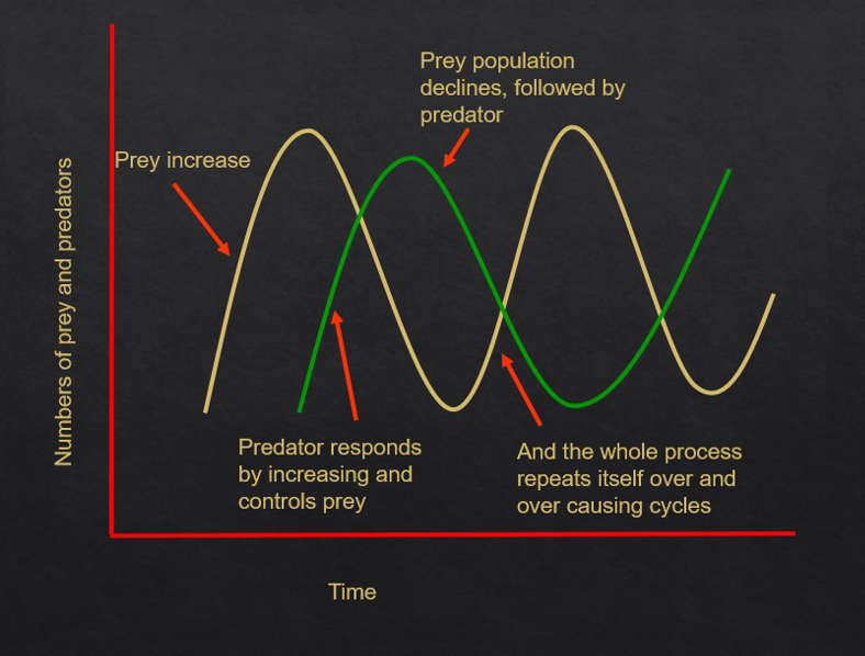 <p>The repeated oscillations between predator and prey populations.</p>