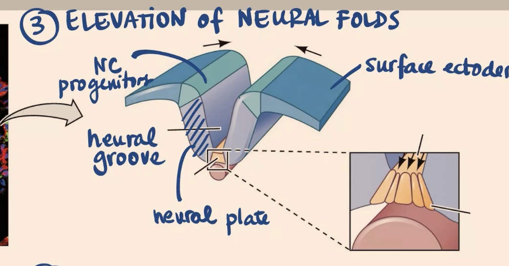 <p>the Elevation of Neural Folds </p>