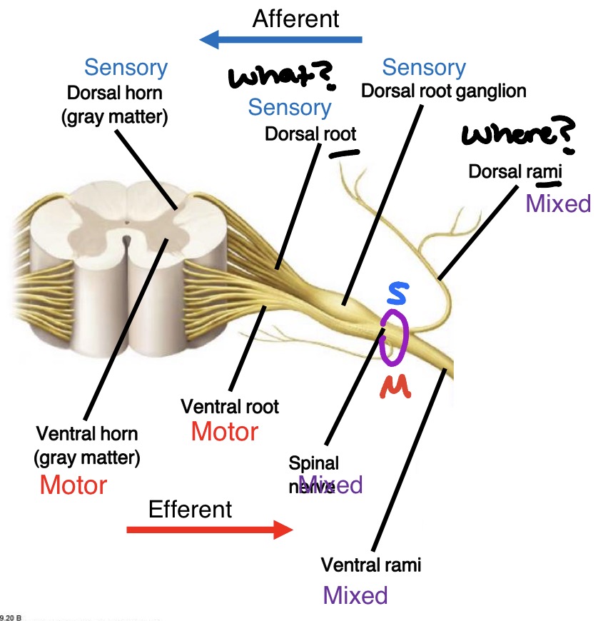 <p><span style="color: rgb(241, 24, 24);"><strong><u>Motor/efferent:</u></strong></span></p><ul><li><p>Ventral horn (gray matter) </p><ul><li><p>Lower motor neuron cells bodies</p></li></ul></li><li><p>Ventral roots</p><ul><li><p>Lower motor axons</p></li></ul></li></ul><p><span style="color: rgb(15, 28, 215);"><strong><u>Sensory/afferent:</u></strong></span></p><ul><li><p>Dorsal root ganglion</p><ul><li><p>Sensory neuron cells bodies</p></li></ul></li><li><p>Dorsal roots</p><ul><li><p>Sensory axons</p></li></ul></li><li><p>Dorsal horn (gray matter)</p><ul><li><p>Sensory axons, interneurons</p></li></ul></li></ul><p><span style="color: rgb(154, 25, 247);"><strong><u>Mixed:</u></strong></span></p><ul><li><p>Spinal nerve</p><ul><li><p>Mixed motor &amp; sensory axons</p></li></ul></li><li><p>Ventral rami</p><ul><li><p>Motor &amp; sensory axons to muscles &amp; skin of anterior trunk &amp; limbs</p></li></ul></li><li><p>Dorsal rami</p><ul><li><p>Motor &amp; sensory axons to muscles &amp; skin of the back</p></li></ul></li></ul><p></p>