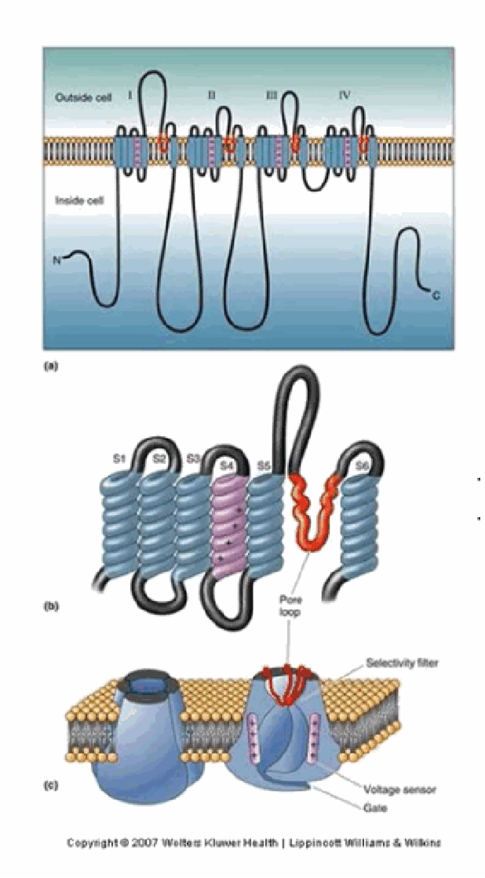 <p>At −65 mV the pore is closed. Depolarisation to about −40 mV causes a conformational change that opens the pore, allowing Na+ influx.</p>
