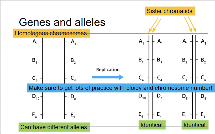 <p><span style="background-color: transparent;">After replication, sister chromatid (indentical) all alleles are identical&nbsp;</span></p>