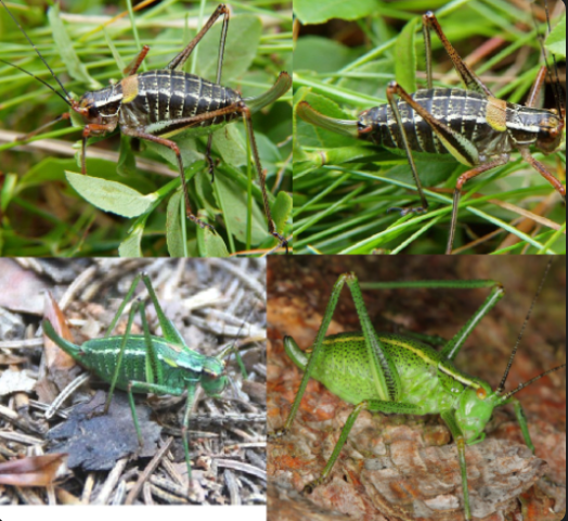 <p>ŘÁD- česky, latinsky</p><p>Podřád- česky, latinsky</p><p>Infrařád- /</p><p>Čeleď- česky</p><p>Rod- /</p><p>Druh- česky</p>