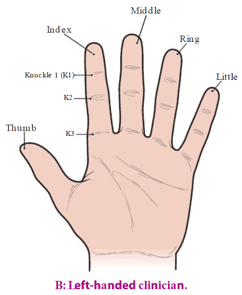 <p><strong>Thumb and Index </strong></p><ul><li><p><strong>Placement: </strong>On instrument handle</p></li><li><p><strong>Function</strong>: hold the instrument </p></li></ul><p></p><p><strong>Middle finger</strong></p><ul><li><p><strong>Placement: </strong>Rest lightly against shank</p></li><li><p><strong>Function: </strong>Helps guide working end, feel vibration from working end to shank</p></li></ul><p></p><p><strong>Ring finger</strong></p><ul><li><p><strong>Placement</strong>: On oral structure (often tooth surface), advance ahead of other fingers </p></li><li><p><strong>Function</strong>: Stabilize and support hand for control </p></li></ul><p></p><p><strong>Little finger</strong></p><ul><li><p><strong>Placement</strong>: Near ring finger, neutral relaxed position</p></li><li><p><strong>Function</strong>: No function in grasp</p></li></ul><p></p>