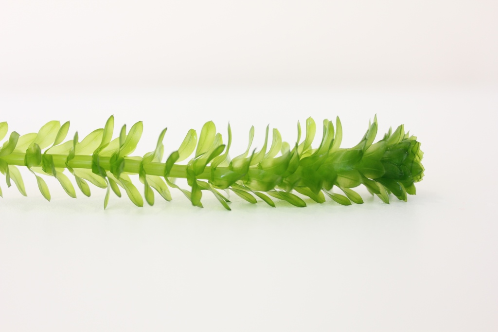 <p><span>What plant did we use? (Topic 4-5)</span></p>