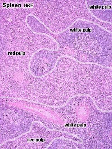 <p>spleen white pulp</p>