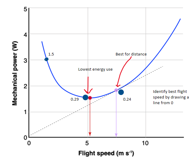 <p>parabolic relationship between speed and mechanical power </p><ul><li><p>lowest energy use = bottom of the parabola </p></li><li><p>best for distance = greater speed with relatively low energy use </p></li></ul><p></p>