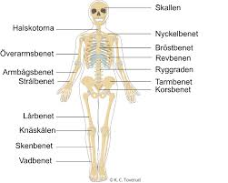 <p>Skelettsystemet</p>