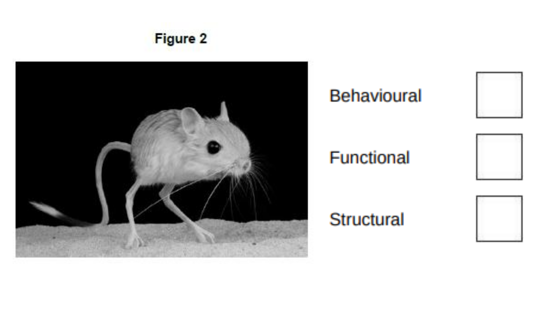 <ul><li><p>The jerboa is a small desert animal.</p></li><li><p><strong>Figure 2</strong> shows a jerboa.</p></li><li><p>The jerboa is adapted for survival in the desert. </p></li><li><p>The jerboa spends the daytime in its underground burrow. </p></li><li><p>The jerboa only leaves its burrow to look for food during the night.</p></li></ul><p>What type of adaptations are described? [1 mark]</p><p>Choose <strong>one</strong> box.</p>