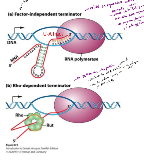 <ul><li><p>Intrinsic termination (Factor-Independent termination) - RNA secondary structure slows down RNA polymerase; usually house-keeping genes</p></li><li><p>rho-dependent terminatino - RNA binding protein slows down RNA polymerase</p></li></ul><p></p>