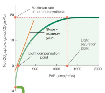 <p>QY= moles of CO2 fixed per mole of photons absorbed.</p><p>A max= max rate of photosynthesis under light saturating conditions</p><p>LCP= light intensity at zero assimilation (photosynthesis=respiration)</p><p>Light saturation point= light intensity at which max rate of net photosynthesis is achieved. </p>