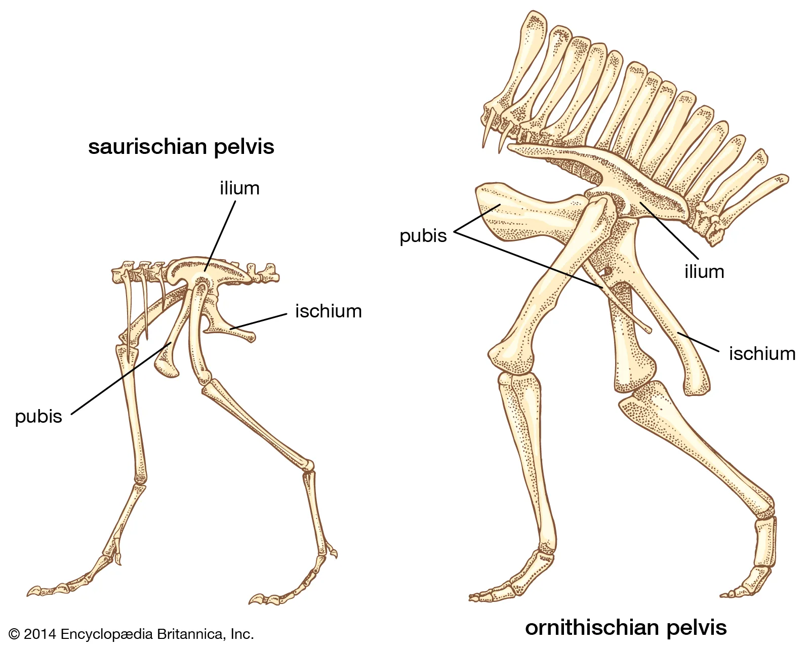 <ul><li><p>“lizard-like hip bones”</p></li><li><p>true dinos → lead to aves</p></li><li><p>appeared in Triassic, extinct at end of Cretaceous</p></li><li><p>small and large diverse forms</p></li><li><p>bird hips evolved to look more like Ornithischia</p></li><li><p>ischium towards tail</p></li><li><p>herd forming, cooperative hunting, vocalization, parental care, homeothermia?</p></li><li><p>examples:</p><ul><li><p>Apatosaurus</p></li><li><p>Velociraptor</p></li><li><p>Tyrannosaurus Rex</p></li></ul></li></ul><p></p>