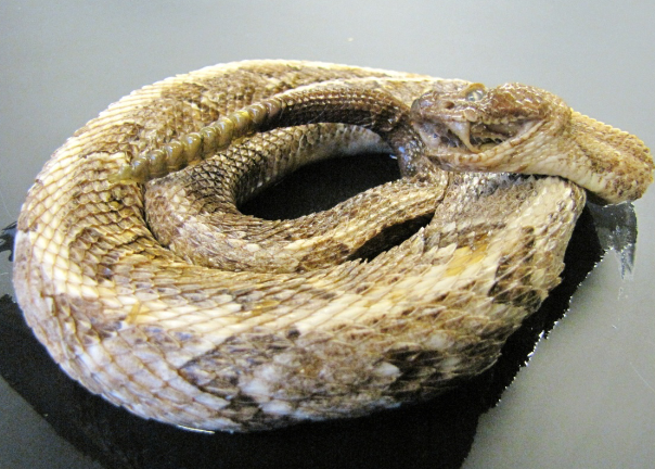 <p>Common name, Family, Scientific Name?</p>