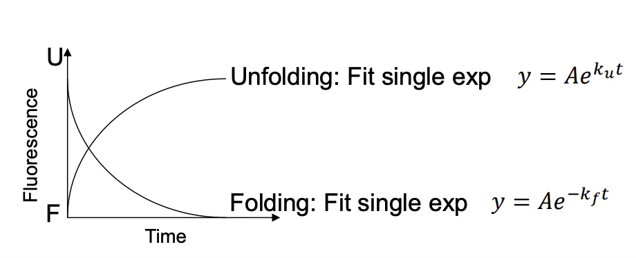 <ul><li><p>Folding (U → N): Start with unfolded protein in high denaturant → dilute into buffer → fit the signal to y = Ae<sup>-k</sup><sub><sup>f</sup></sub><sup>t</sup></p></li><li><p>Unfolding (N → U): Start with folded protein → add denaturant → fit to y = Ae<sup>k</sup><sub><sup>u</sup></sub><sup>t</sup></p></li></ul><p></p>