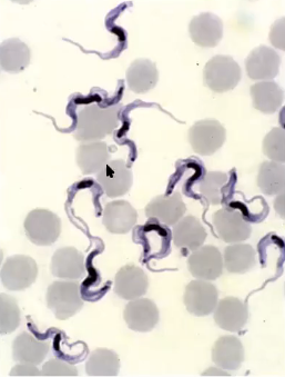 <p>Trypanosoma brucei</p>