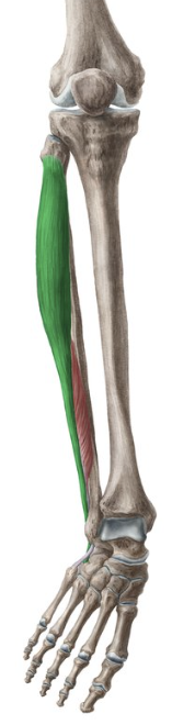 <p>-o: Head and sup 2/3 of fibula, lateral tibial condyle</p><p>-i: Base of MT1, medial cuneiform</p><p>-act: eversion</p><p>-in: Superficial fibular n</p><p>-blood:</p><p>-type: fusiform</p>